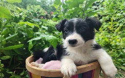 Border Collie dogs for sale: Sabrina Barkenter - Image 3