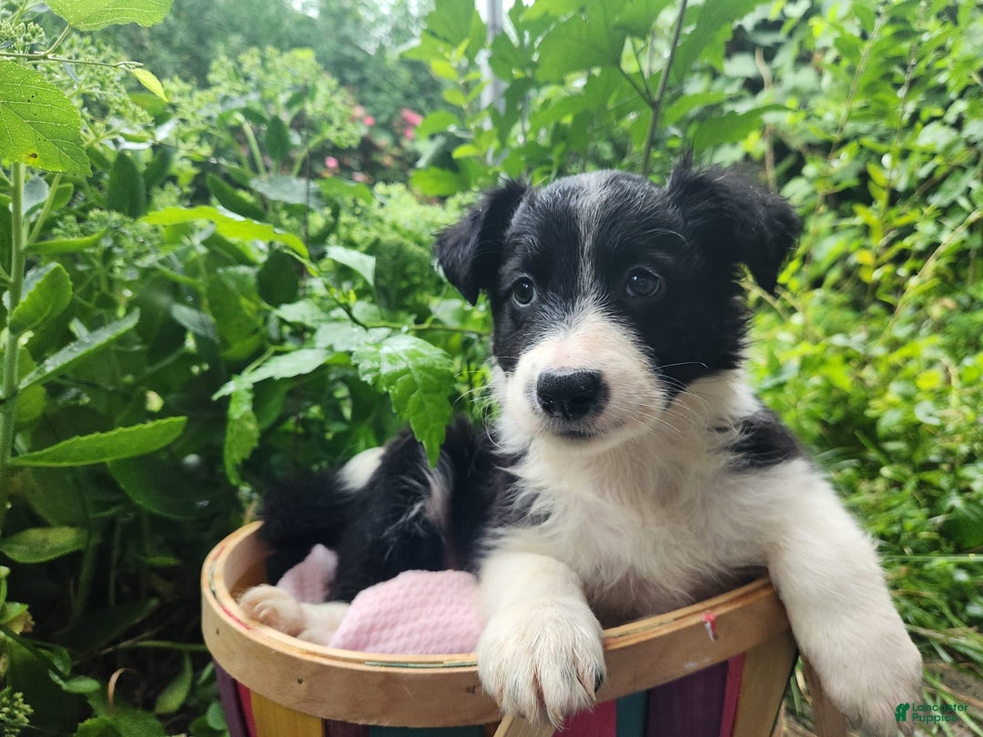 Border Collie dogs for sale: Sabrina Barkenter - Image 3