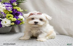 Teddy Bear dogs for sale: Truffles - Image 2