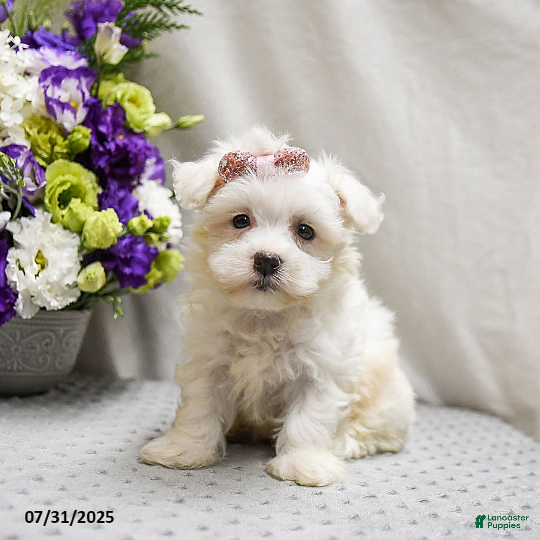 Teddy Bear dogs for sale: Truffles - Image 2