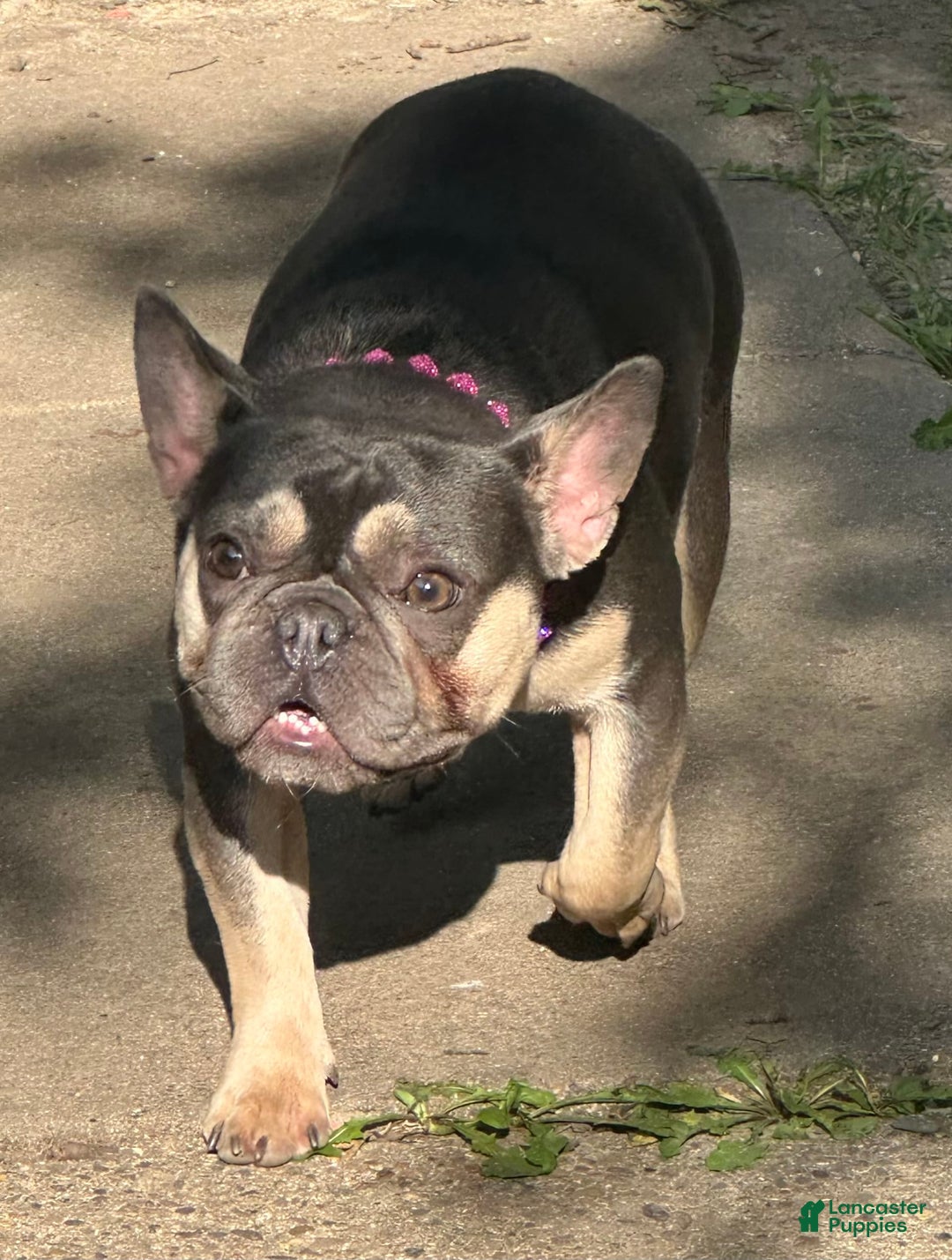 French Bulldog dogs for sale: Zoey - Image 5