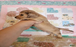 Miniature Dachshund dogs for sale: Chip - Image 10