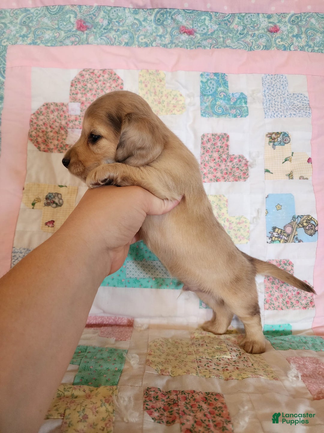 Miniature Dachshund dogs for sale: Chip - Image 10