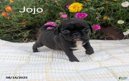 Pug dogs for sale: Jojo - Image 2