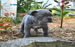 Frenchton dogs for sale: Rocky - Image 15