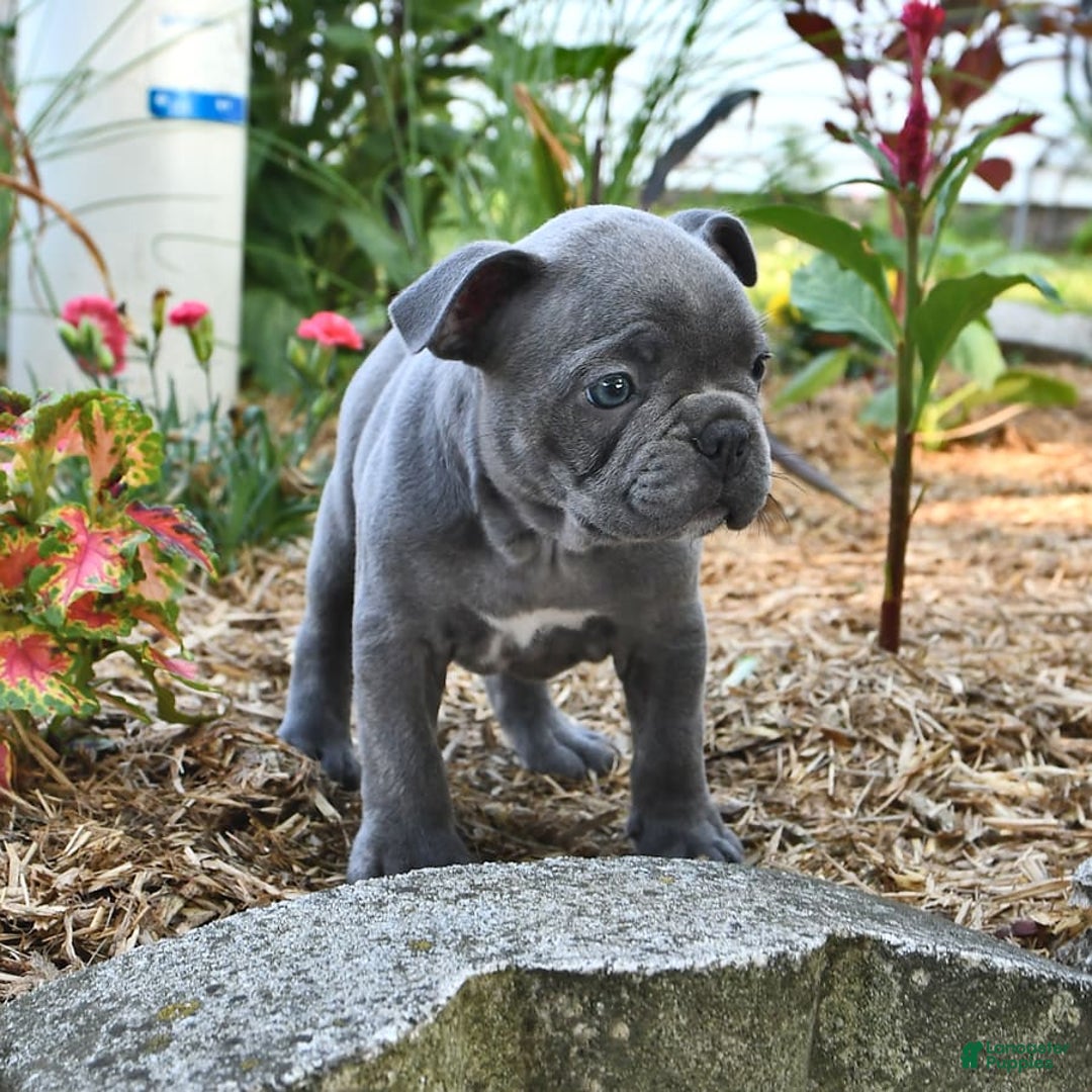 Frenchton dogs for sale: Rocky - Image 15