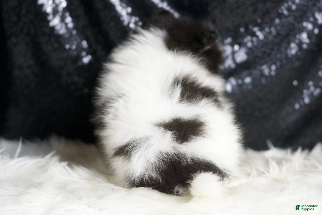 Pomeranian dogs for sale: Bingo - Image 5