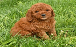 Mini Goldendoodle dogs for sale: Nina - Image 8