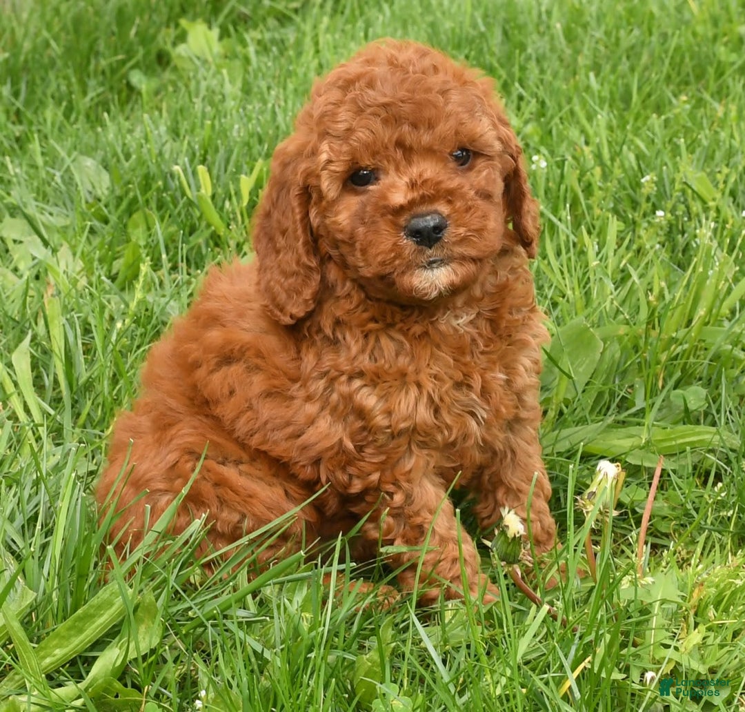 Mini Goldendoodle dogs for sale: Nina - Image 8