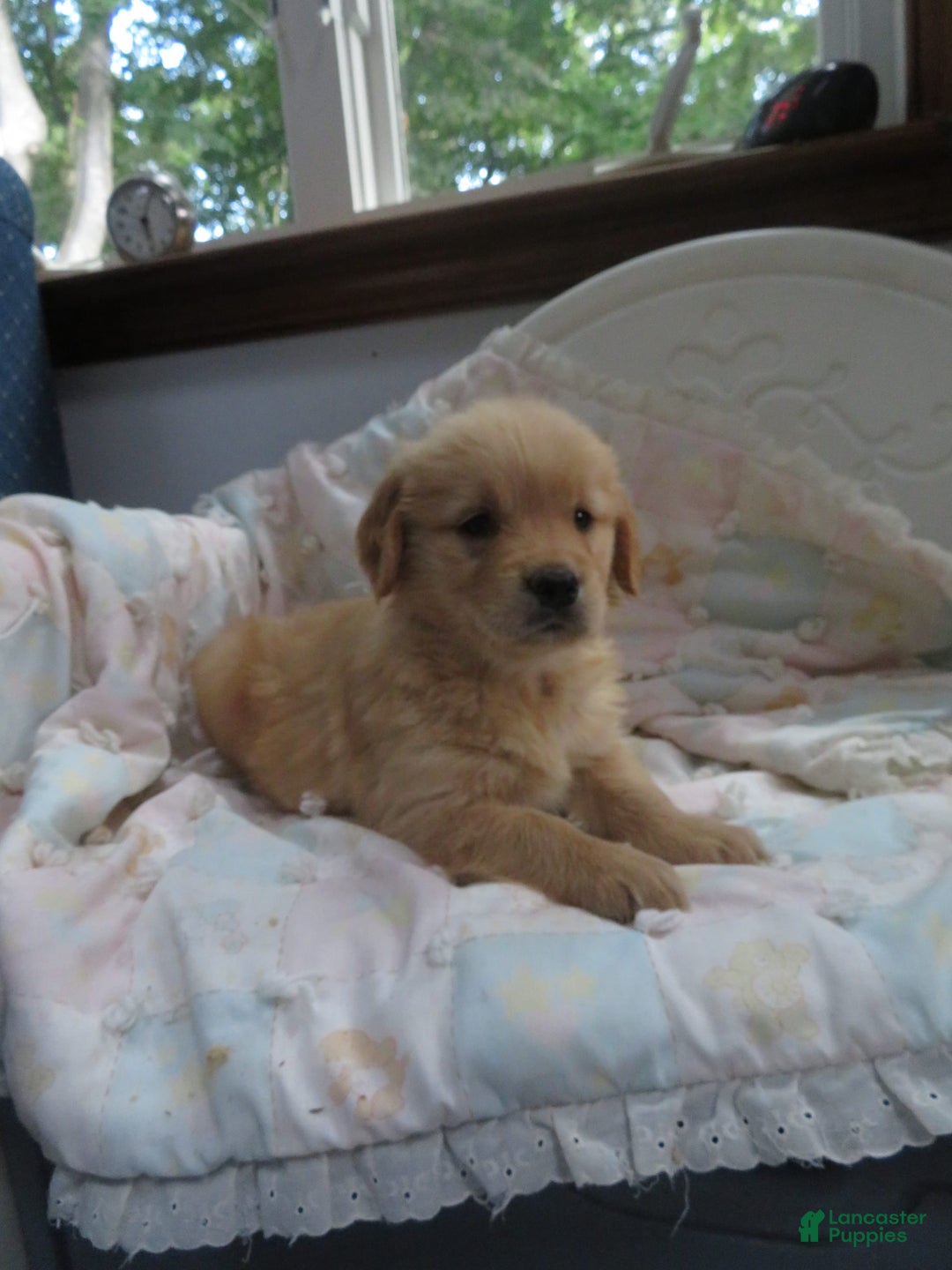 Golden Retriever dogs for sale: Truffle - Image 27