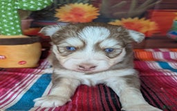 Pomsky dogs for sale: Hank - Image 5