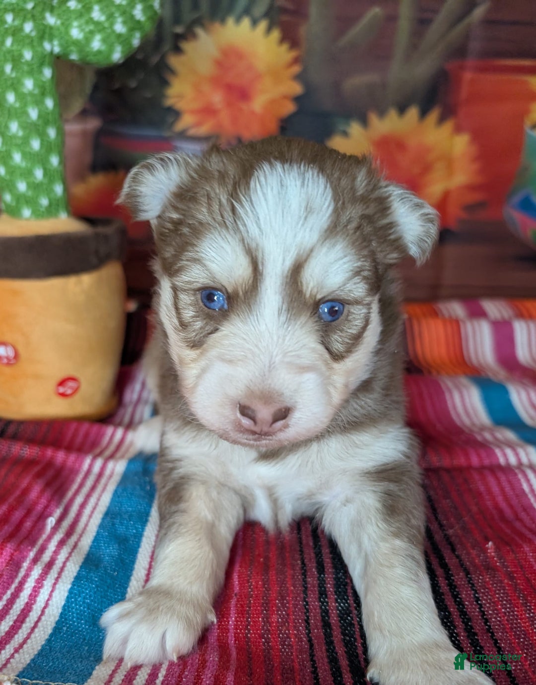 Pomsky dogs for sale: Hank - Image 5