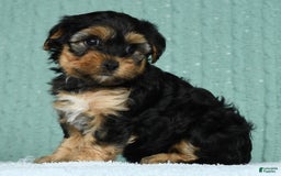 Yorkiepoo dogs for sale: Brittany - Image 3