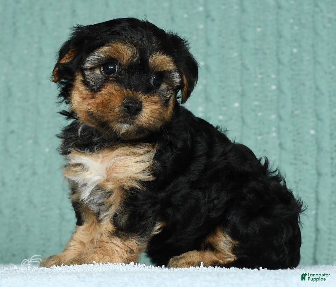 Yorkiepoo dogs for sale: Brittany - Image 3