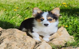 Welsh Corgi Pembroke dogs for sale: Tucker Fluffy - Image 16