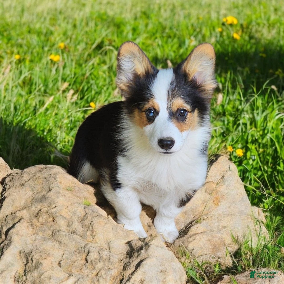 Welsh Corgi Pembroke dogs for sale: Tucker Fluffy - Image 16