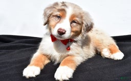 Australian Shepherd dogs for sale: Kobe - Image 2