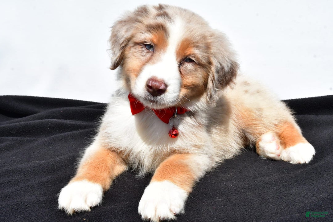 Australian Shepherd dogs for sale: Kobe - Image 2