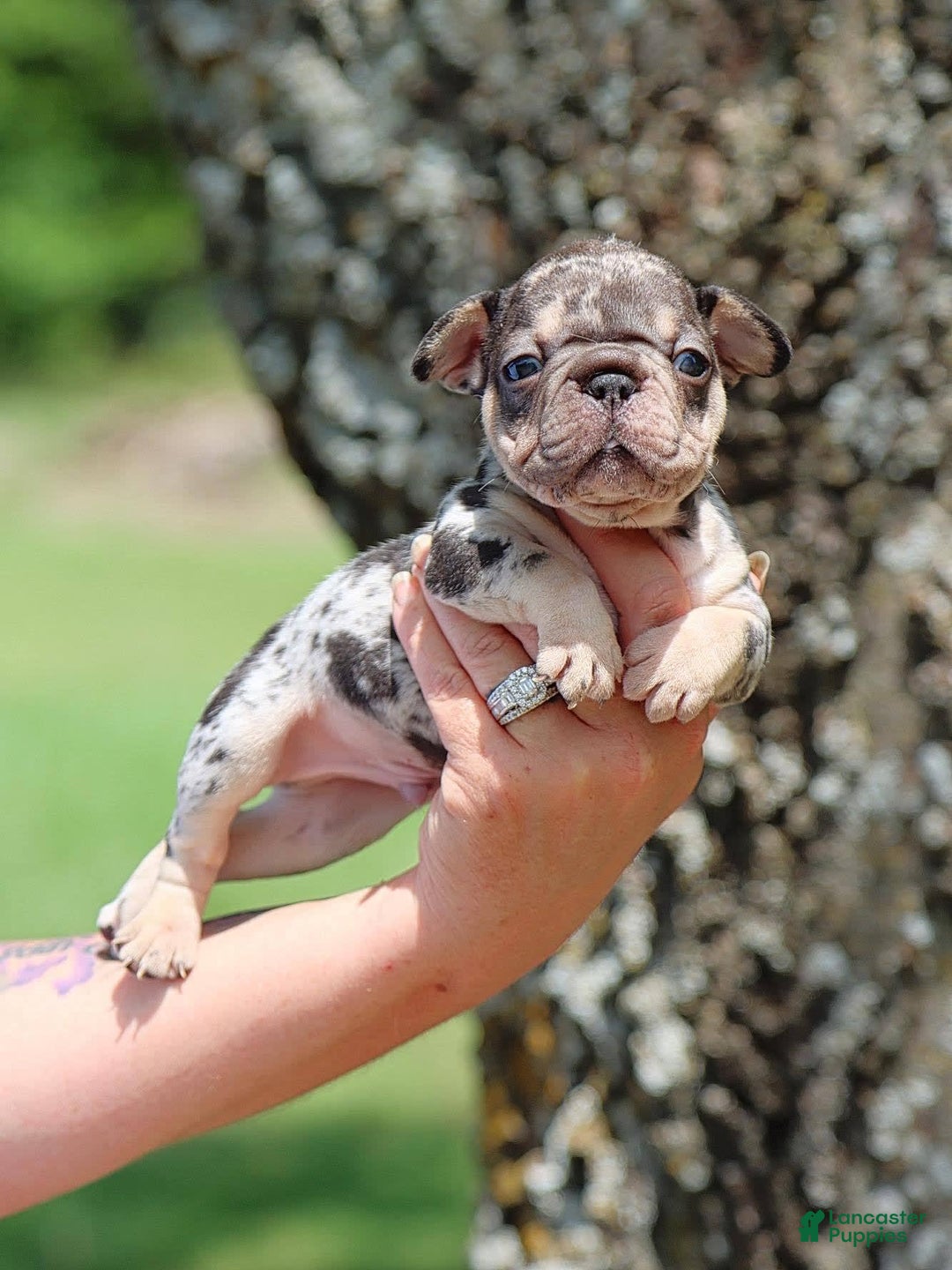 French Bulldog dogs for sale: Chance - Image 3