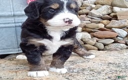 Mini Bernedoodle dogs for sale: Shiloh - Image 26