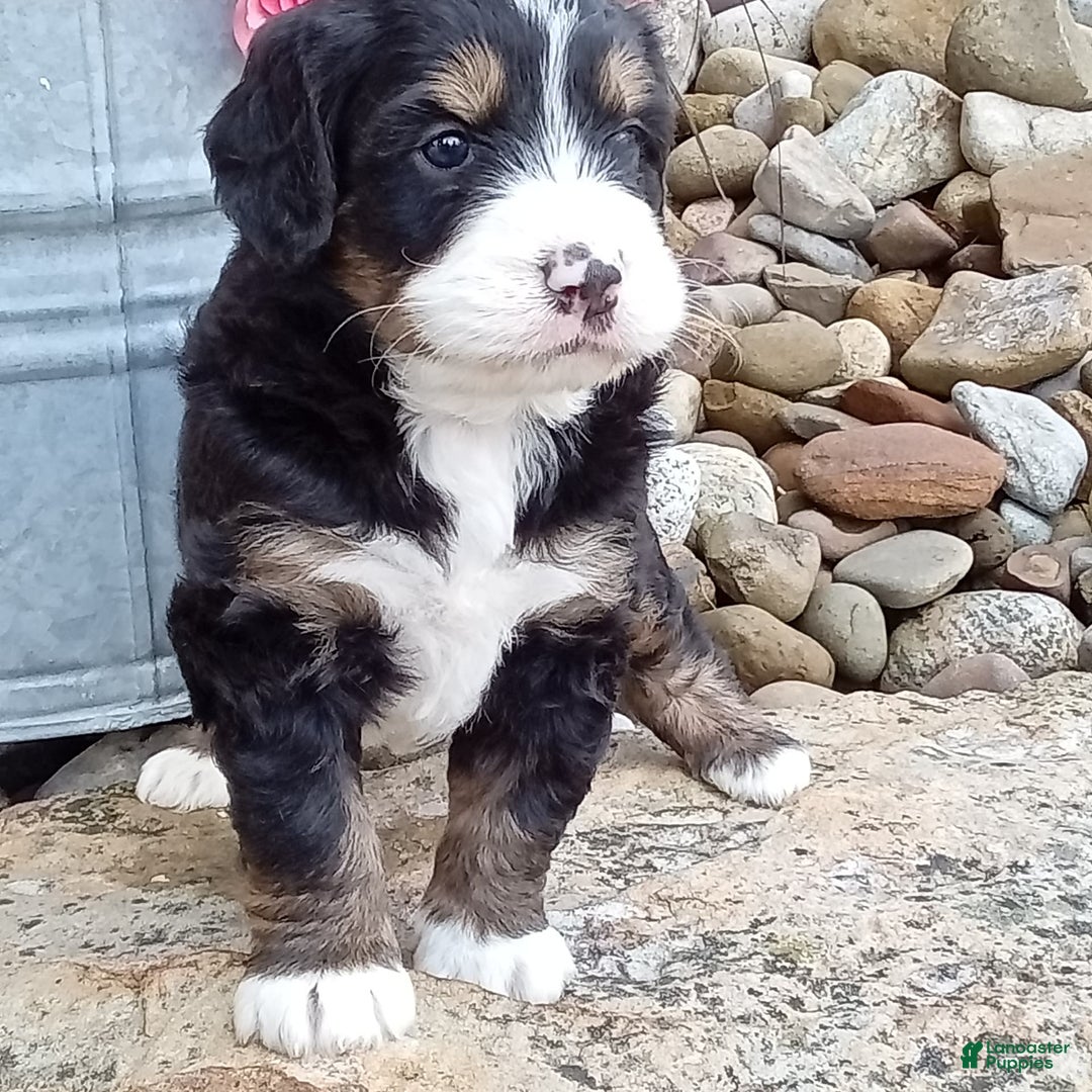 Mini Bernedoodle dogs for sale: Shiloh - Image 26