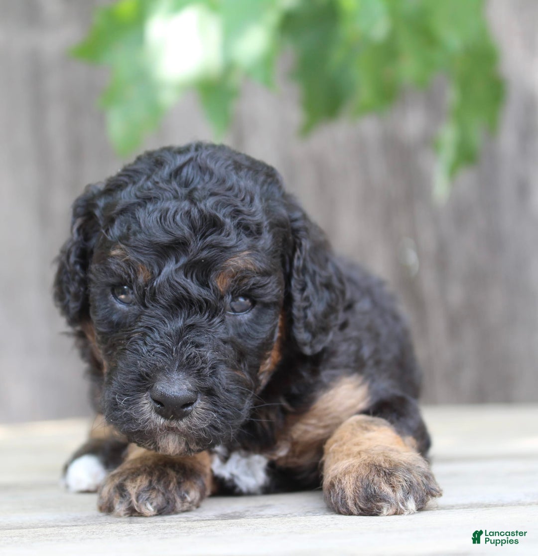 Standard Poodle dogs for sale: Standard Poodle 8 puppies - Image 7