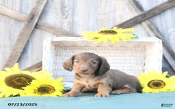 Dachshund dogs for sale: Callie - Image 5