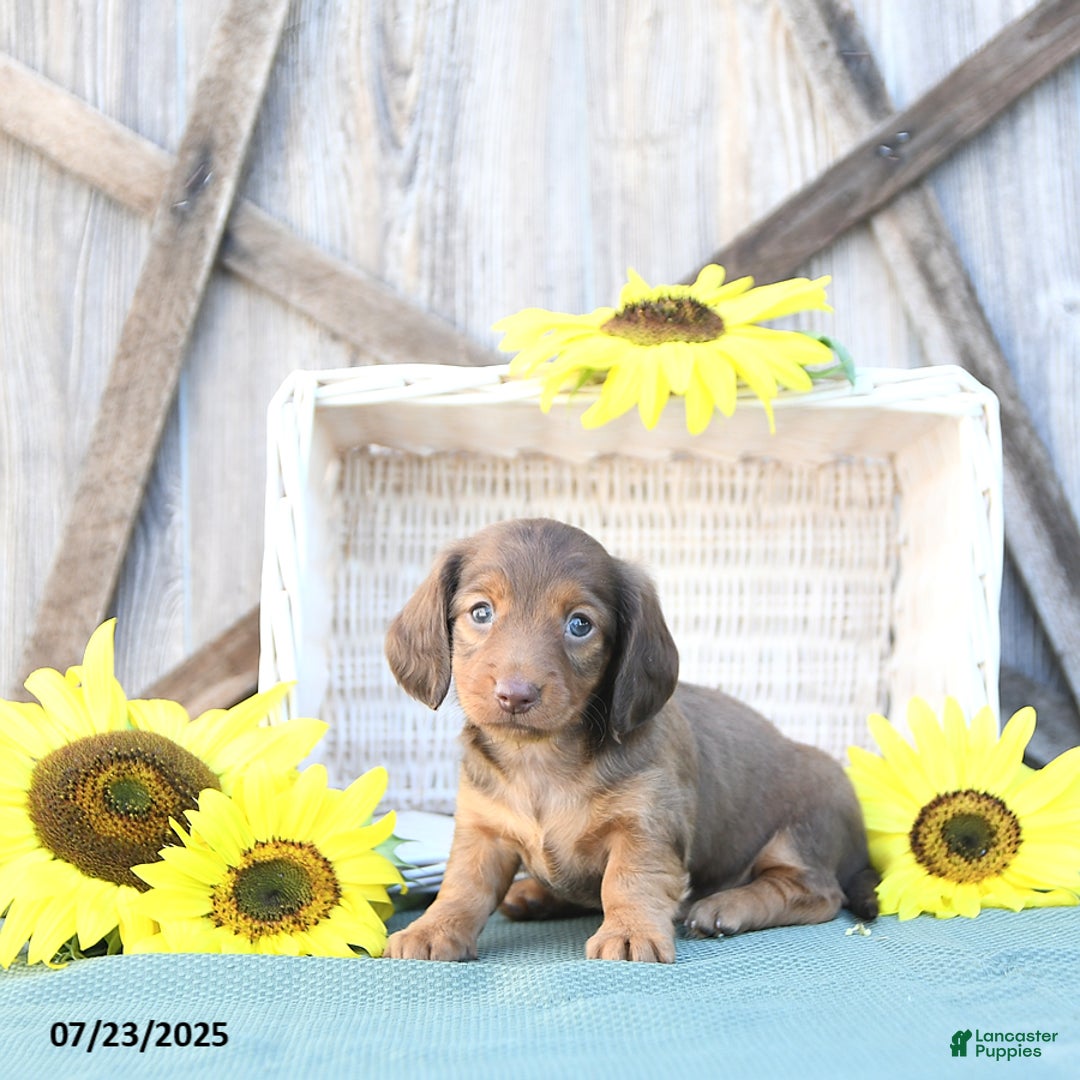 Dachshund dogs for sale: Callie - Image 5