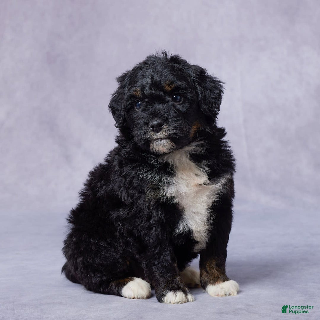 Mini Bernedoodle dogs for sale: Jewel - Image 11