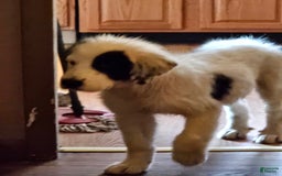 Great Pyrenees dogs for sale: Amie - Image 7