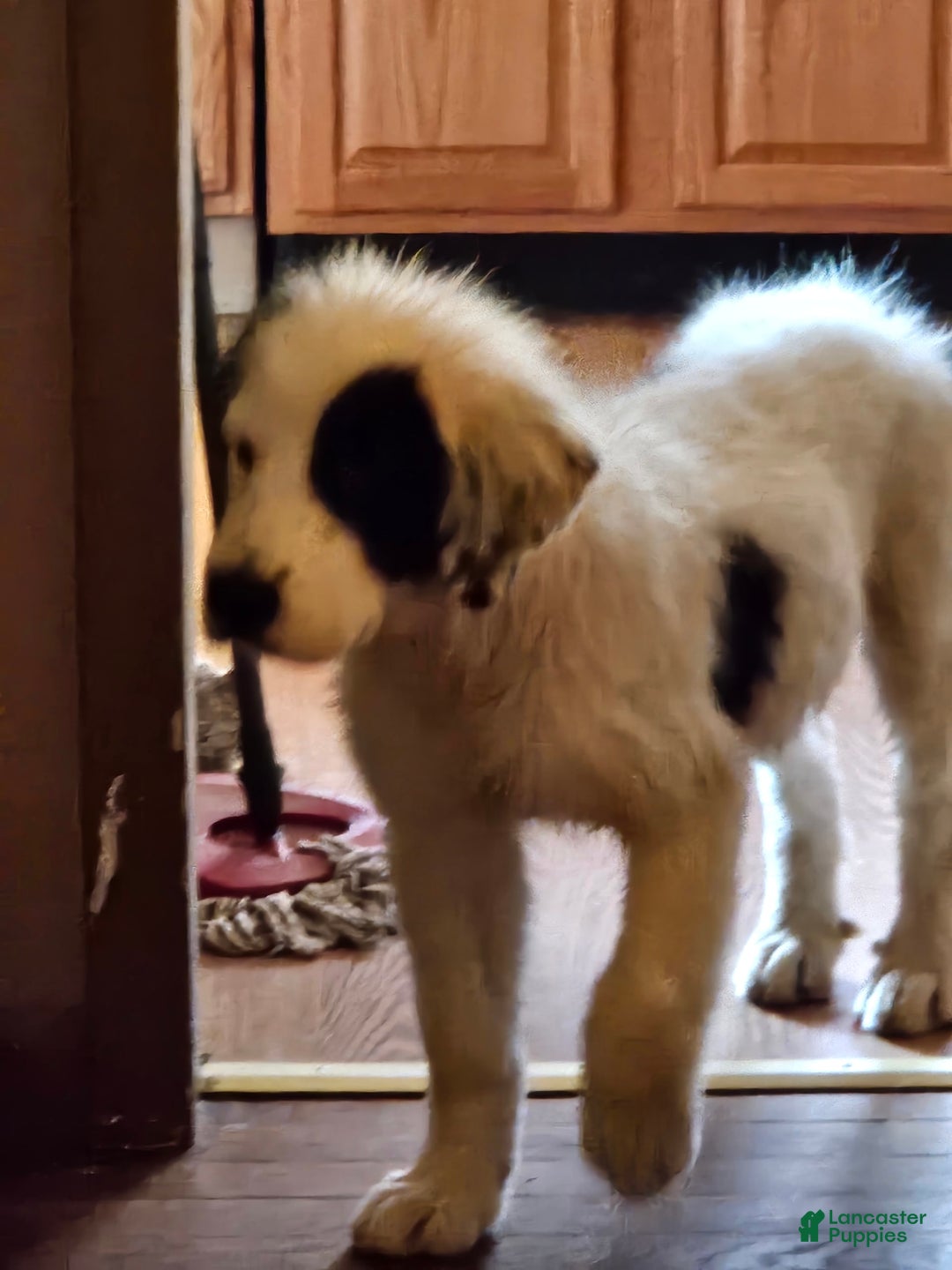 Great Pyrenees dogs for sale: Amie - Image 7