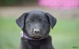 German Shepherd dogs for sale: Ashley - Image 5