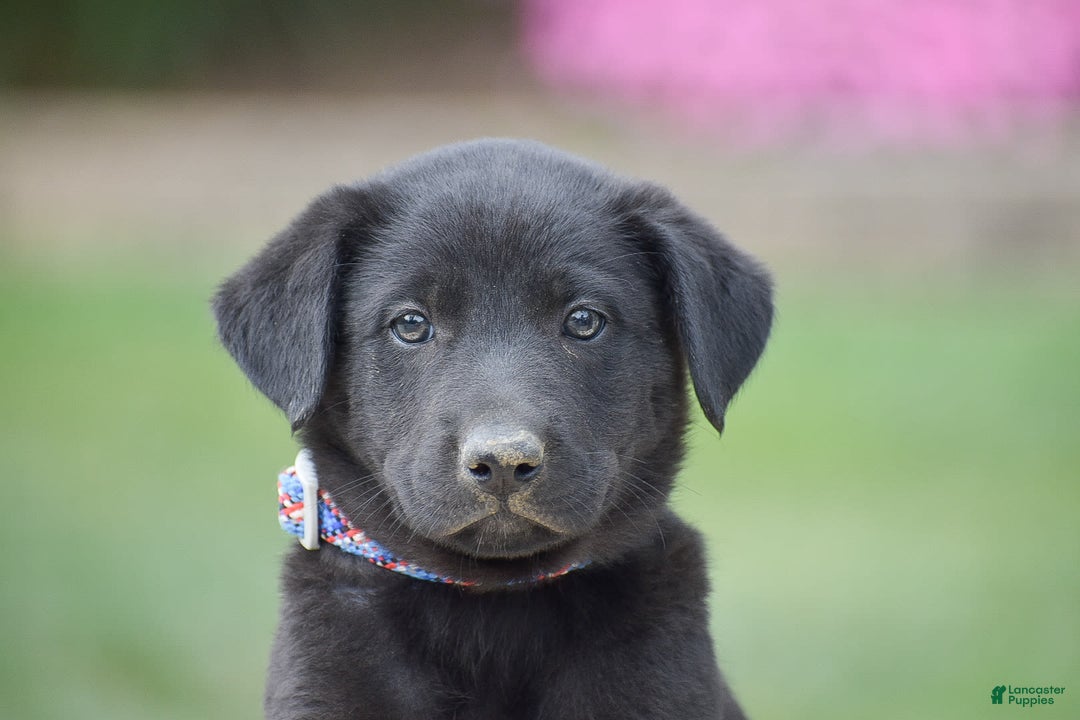 German Shepherd dogs for sale: Ashley - Image 5
