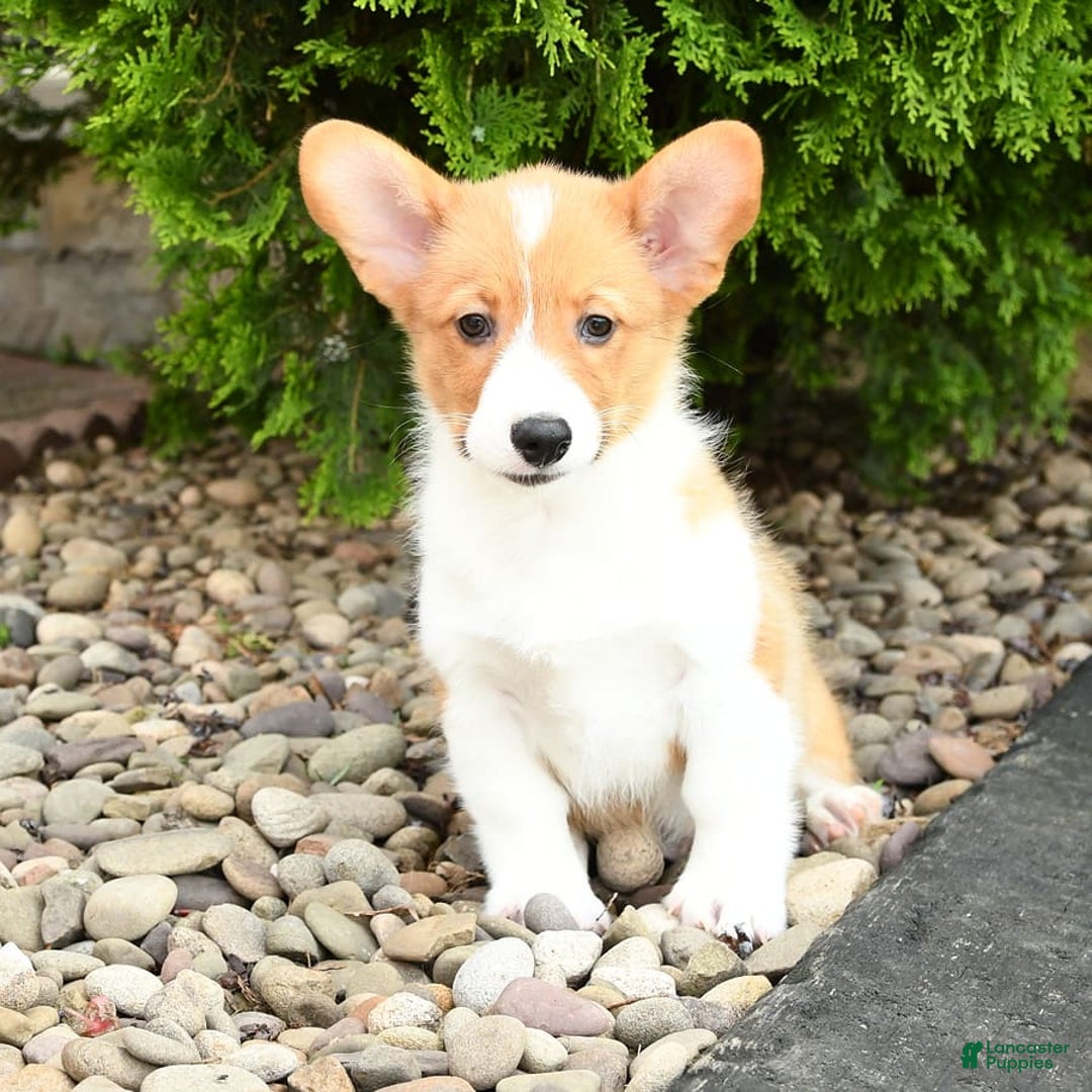 Welsh Corgi Pembroke dogs for sale: Cheeto - Image 5