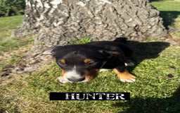 Greater Swiss Mountain Dog dogs for sale: Hunter - Image 1