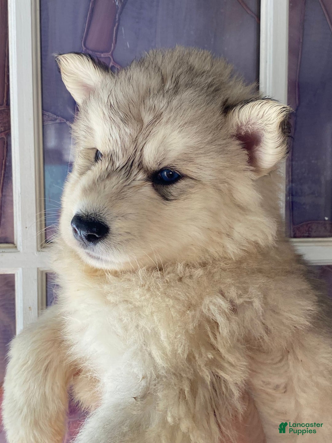 Siberian Husky dogs for sale: Maverick - Image 7