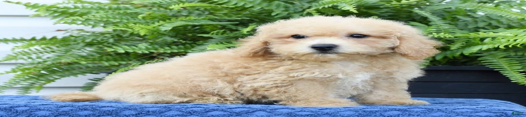 Doogie