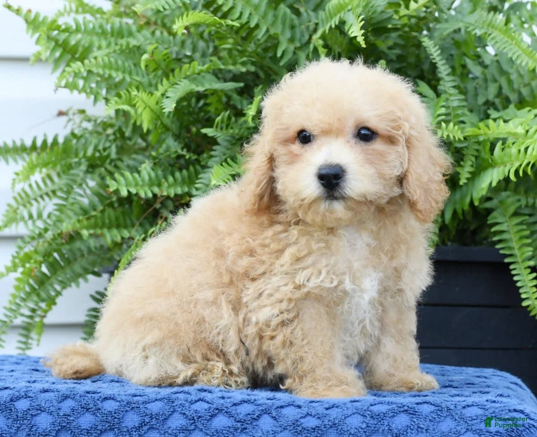 Bichpoo dogs for sale: Doogie - Image 1