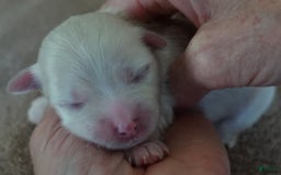 Maltese dogs for sale: Tessa - Image 6
