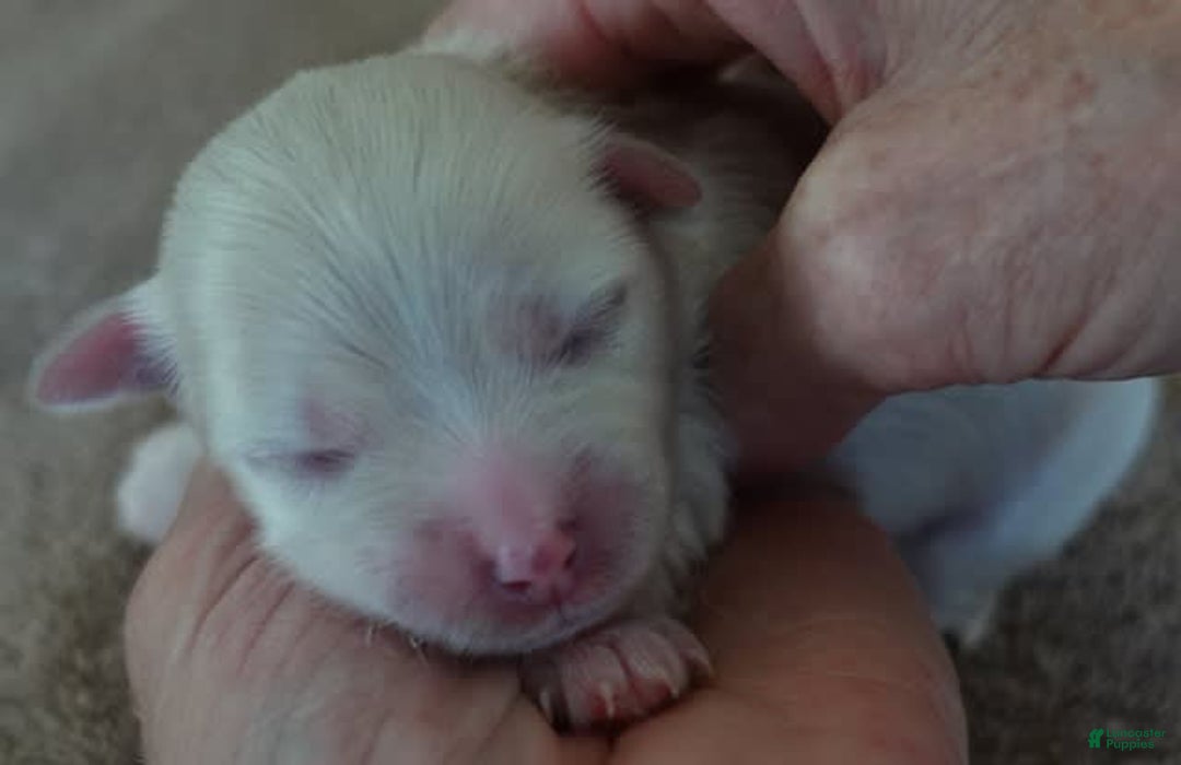 Maltese dogs for sale: Tessa - Image 6