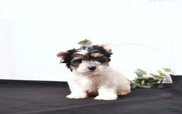 Biewer Terrier dogs for sale: Archie - Image 1