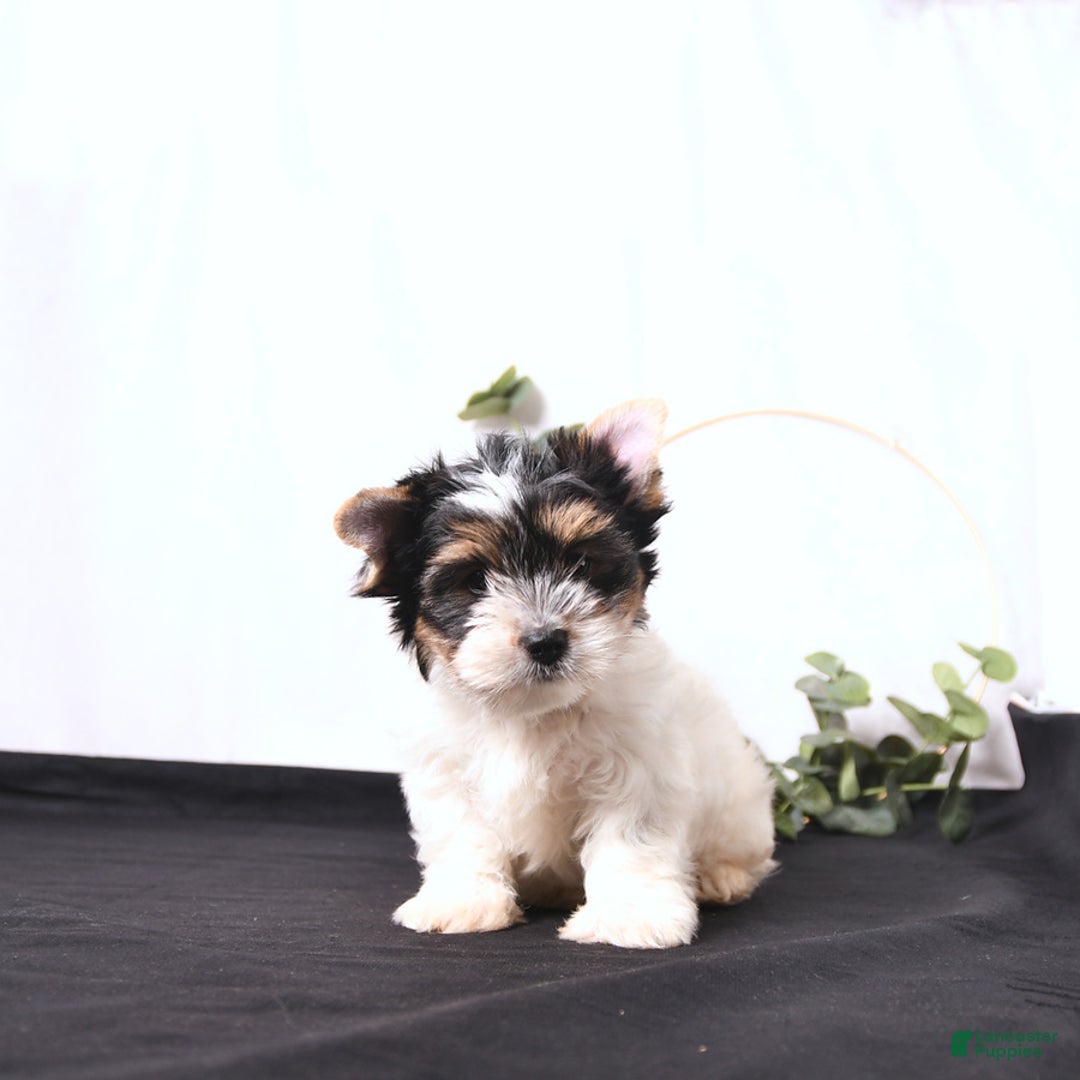 Biewer Terrier dogs for sale: Archie - Image 1