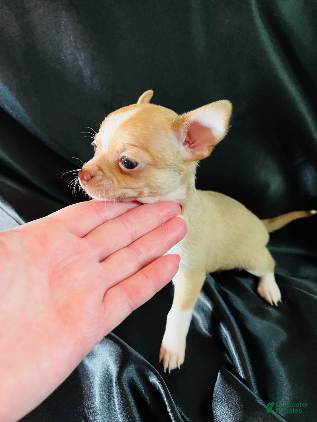 Chihuahua dogs for sale: Ginger - Blue Eyed Dual Pedigreed - Image 7