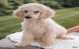 Standard Poodle dogs for sale: Charlie-moyen Poodle - Image 6