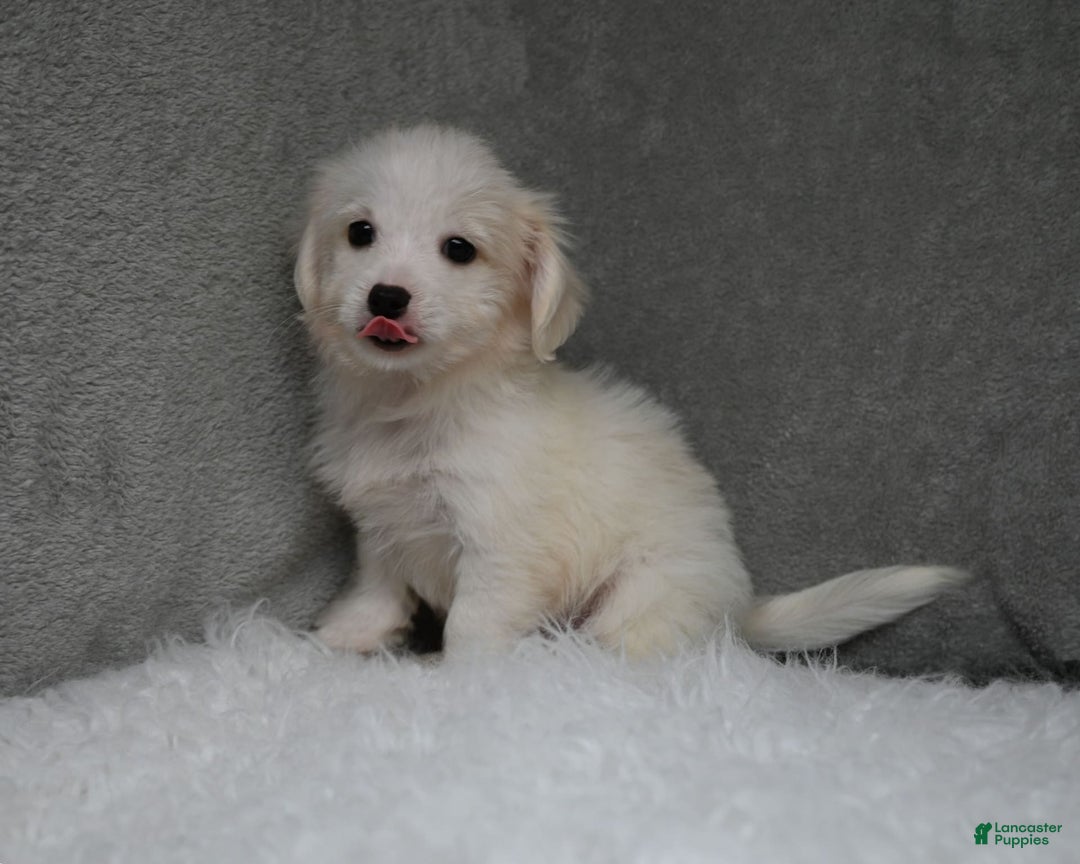 Maltipoo dogs for sale: Timothy - Image 8