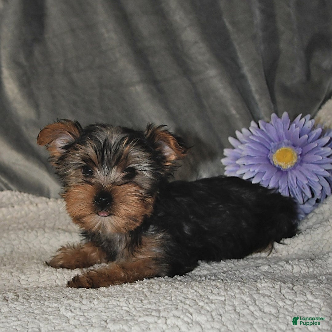 Yorkshire Terrier dogs for sale: Max - Image 5