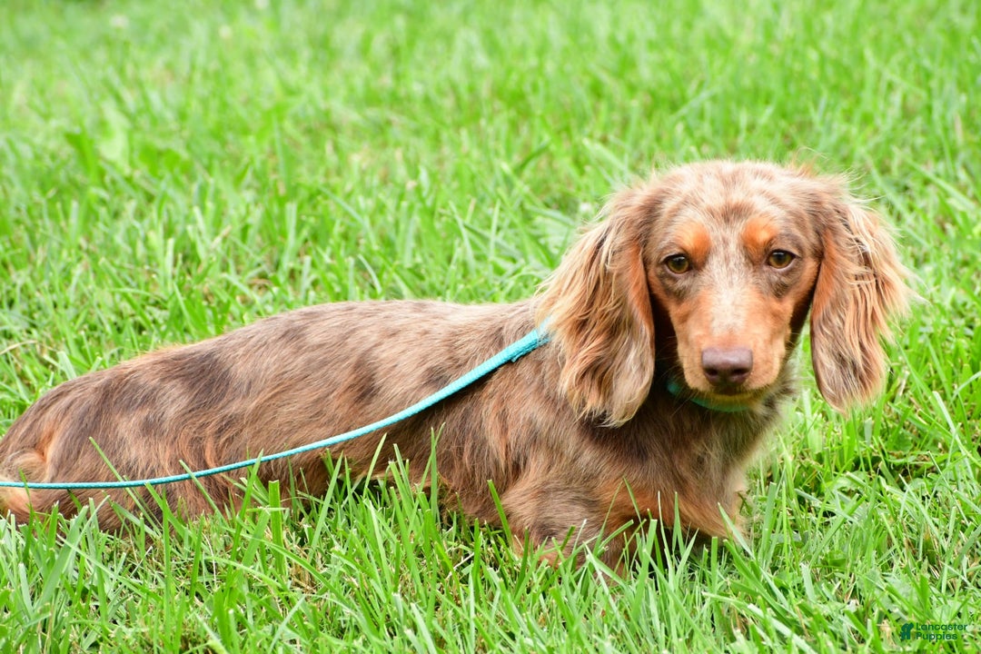 Miniature Dachshund dogs for sale: Sophia - Image 8