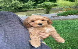 Cockapoo dogs for sale: Buster - Image 5