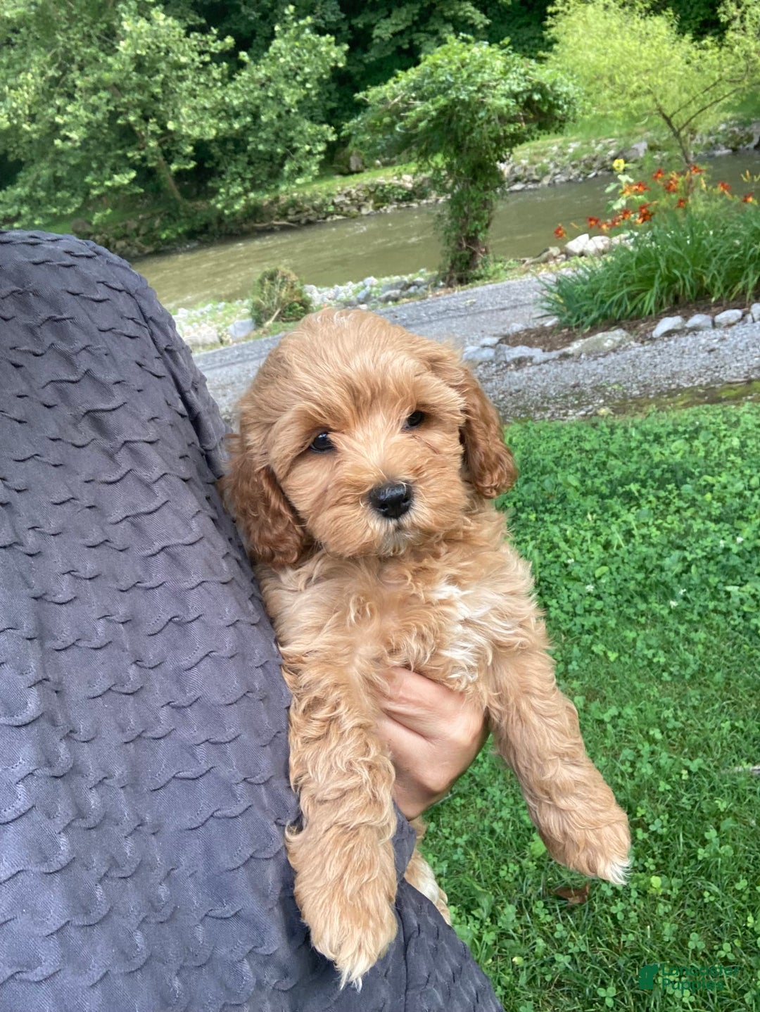 Cockapoo dogs for sale: Buster - Image 5