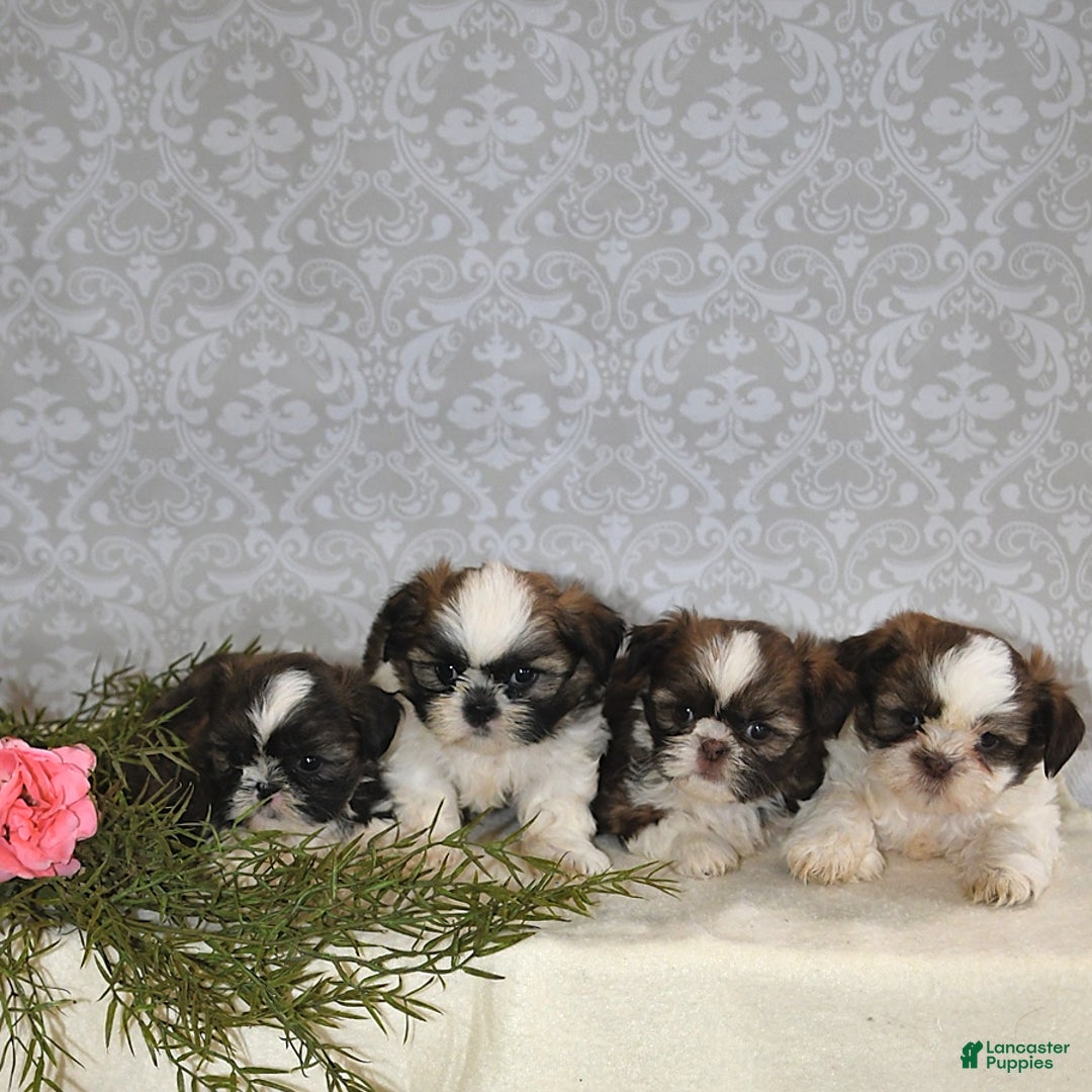 Shih Tzu dogs for sale: Mocha - Image 4